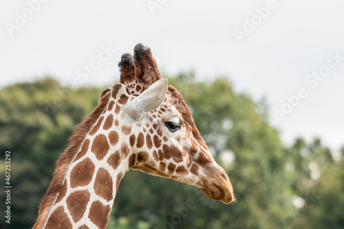 Side Profile Rothschild Giraffe