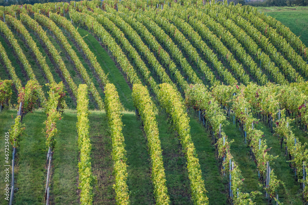 Hügelige Landschaft mit Weinbergen