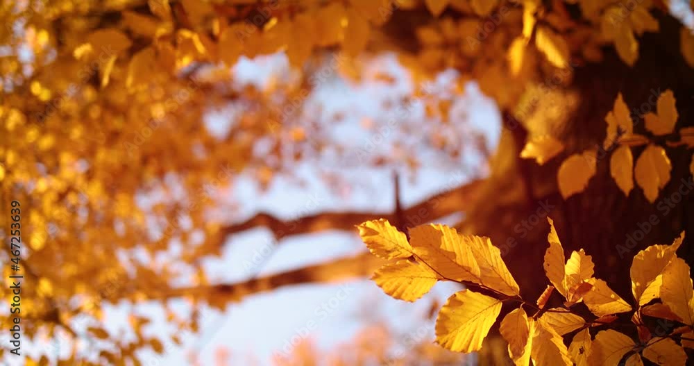 beautiful golden leaves in autumn forest framing the warm sunny day. cozy fall background beautiful golden leaves in autumn forest framing the warm sunny day. cozy fall background