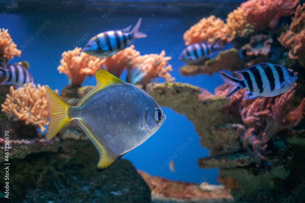 Bogactwo podwodnej fauny i flory. Podwodne życie w rafie koralowej ryb i korali. - obrazy, fototapety, plakaty 