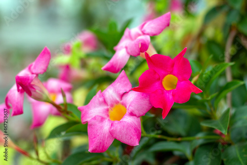 Mandevilla sanderi