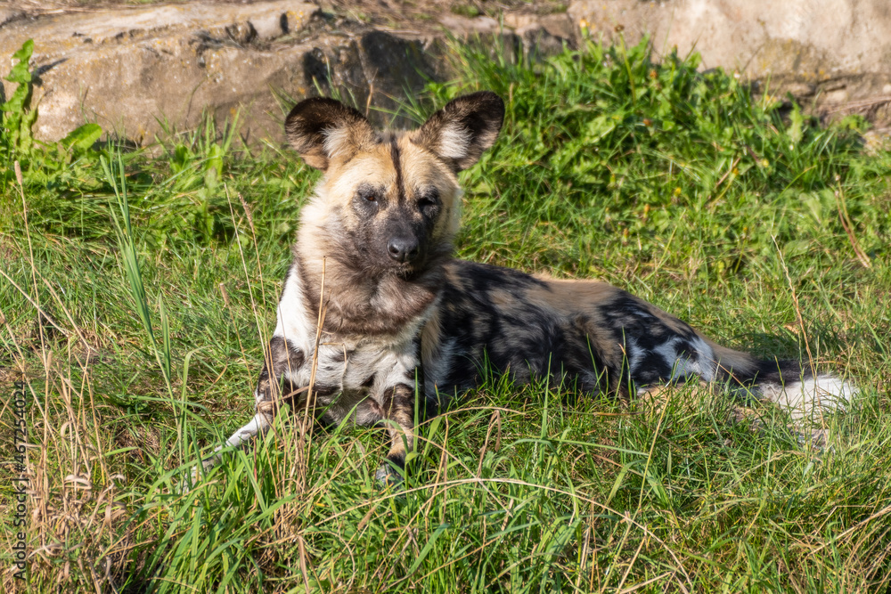 Naklejka premium African Painted Dog Resting on Grass