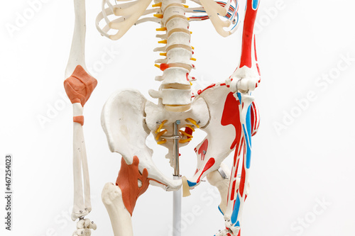 pelvis part of colour human skeleton 