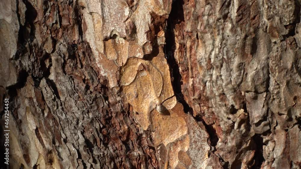 Pine bark close up. Shooting in the autumn park. Pine bark close up. Shooting in the autumn park.