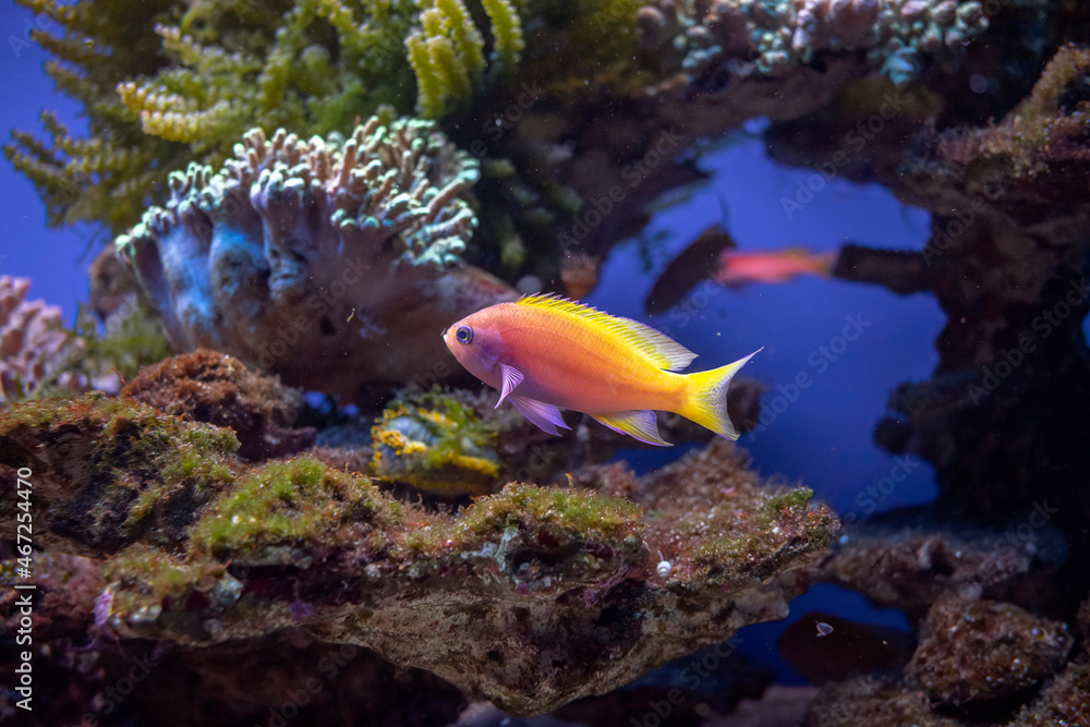 Życie rafy koralowej. Podwodne zdjęcia ryb, korali i krabów. - obrazy, fototapety, plakaty 