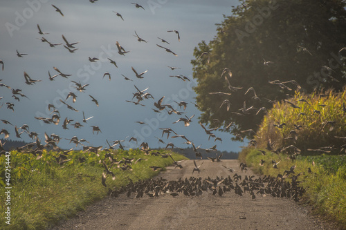 Starenschwärme treffen sich auf ihrem Flug gen Süden