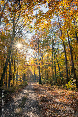 Słońce w puszczy barlineckiej. Jesienny pejzaż w promieniach. Bajeczne kolory © Roman Trojanowski
