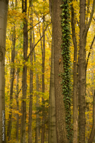 pień drzewa porośnięty bluszczem, w tle las w kolorach jesieni