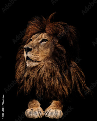 Fototapeta Naklejka Na Ścianę i Meble -  Portrait of a beautiful lion and copy space. Lion in dark