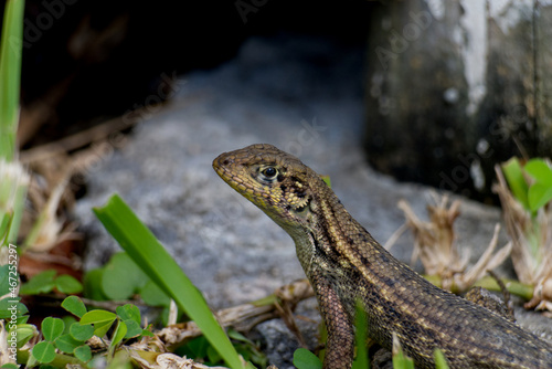 lizard on the ground