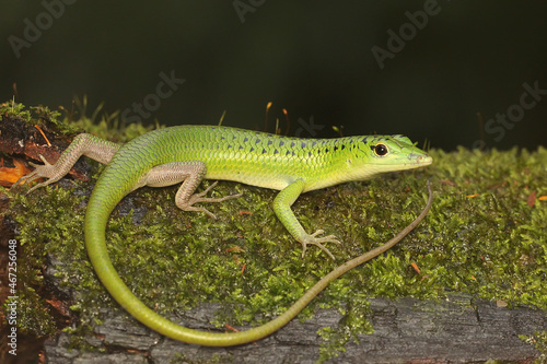 An Emerald Tree Skink (Lamprolepis smaragdina) is sunbathing before starting its daily activities.