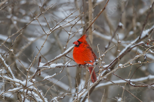 Male northern cardinal eating a red berry in a snow-covered bush 
