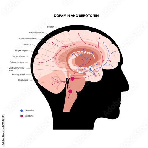 Serotonin and dopamine pathway