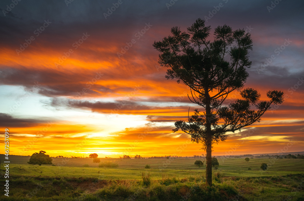 Amazing sunset with silhouette of a tree and reddish clouds Amazing sunset with silhouette of a tree and reddish clouds