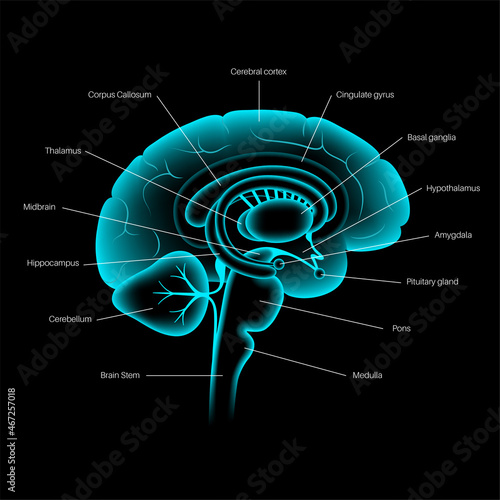 Brain 3D anatomy