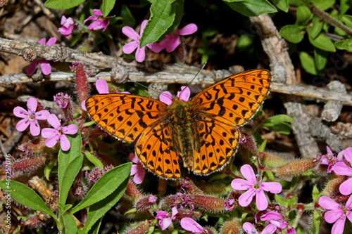 farfalla arancione (Boloria sp.) sulla saponaria photo