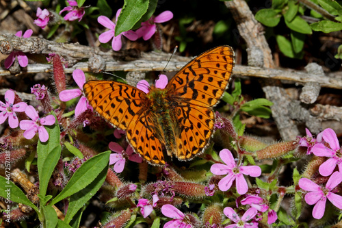 farfalla arancione (Boloria sp.) sulla saponaria photo