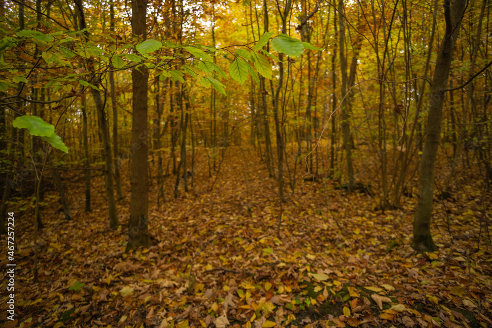 Fototapeta premium Landschaft im Herbst