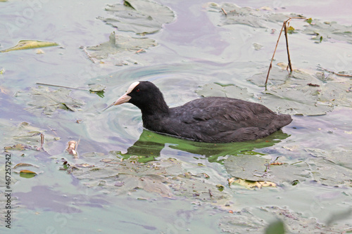 folaga (Fulica atra) tra foglie di ninfea photo