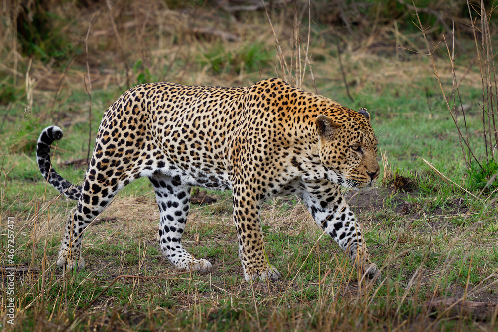 Leopard - Panthera pardus, big spotted yellow cat in Africa, genus Panthera cat family Felidae, portrait in the bush in Africa, adult male rest, yawn or lay, creep and walk Leopard - Panthera pardus, big spotted yellow cat in Africa, genus Panthera cat family Felidae, portrait in the bush in Africa, adult male rest, yawn or lay, creep and walk