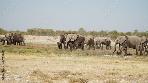 Wild Elephant Herd at the Etosha National Park in Namibia  Southern Africa.