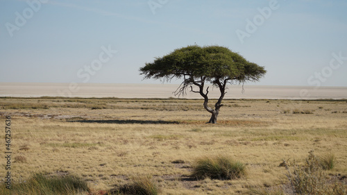 Impressions from Etosha National Park in Namibia, Southern Africa.