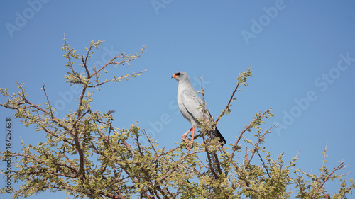 Impressions from Etosha National Park in Namibia, Southern Africa.