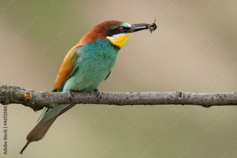 Naklejka bee eater perched on a branch