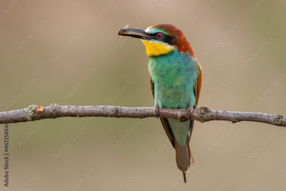 bee eater perched on a branch