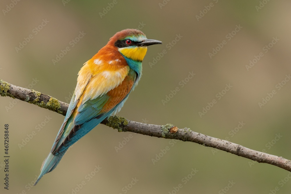 Naklejka bee eater perched on branch