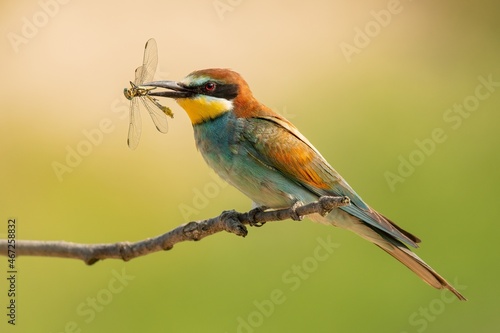 bee-eater with a dragonfly