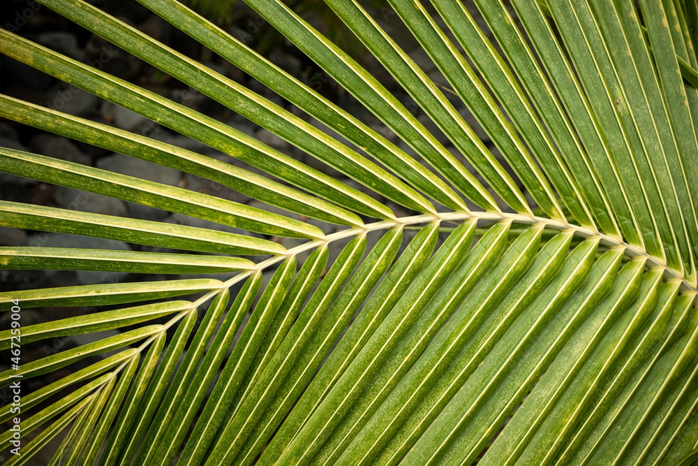 palm tree leaf palm tree leaf