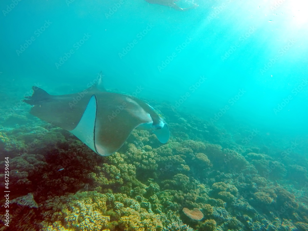 Manta ray on a reef in Fiji Manta ray on a reef in Fiji
