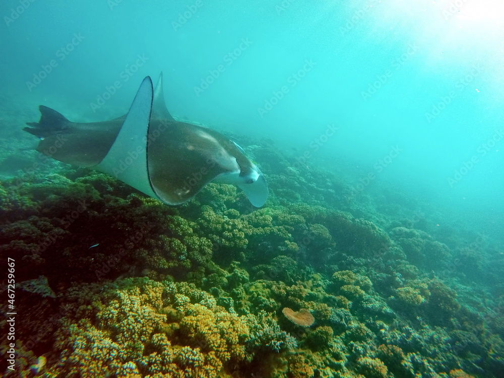 Fototapeta premium Manta ray on a reef in Fiji