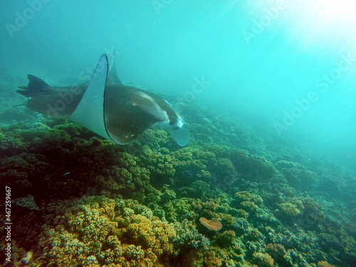 Manta ray on a reef in Fiji