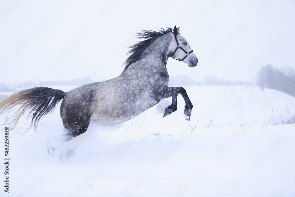 running horse in winter running horse in winter