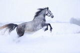 running horse in winter