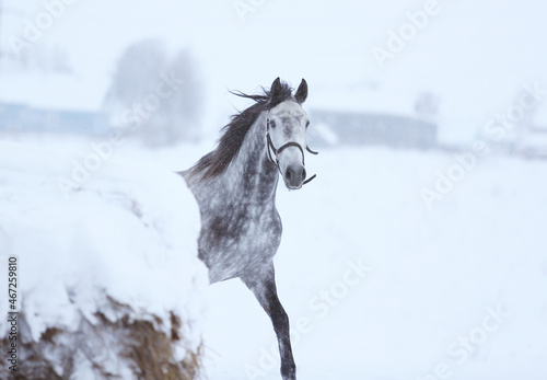 horse in snow © Daria