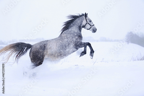Fototapeta Naklejka Na Ścianę i Meble -  running horse in winter