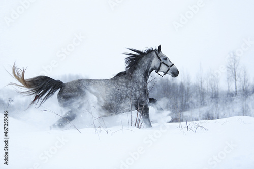 Fototapeta Naklejka Na Ścianę i Meble -  horse running in snow