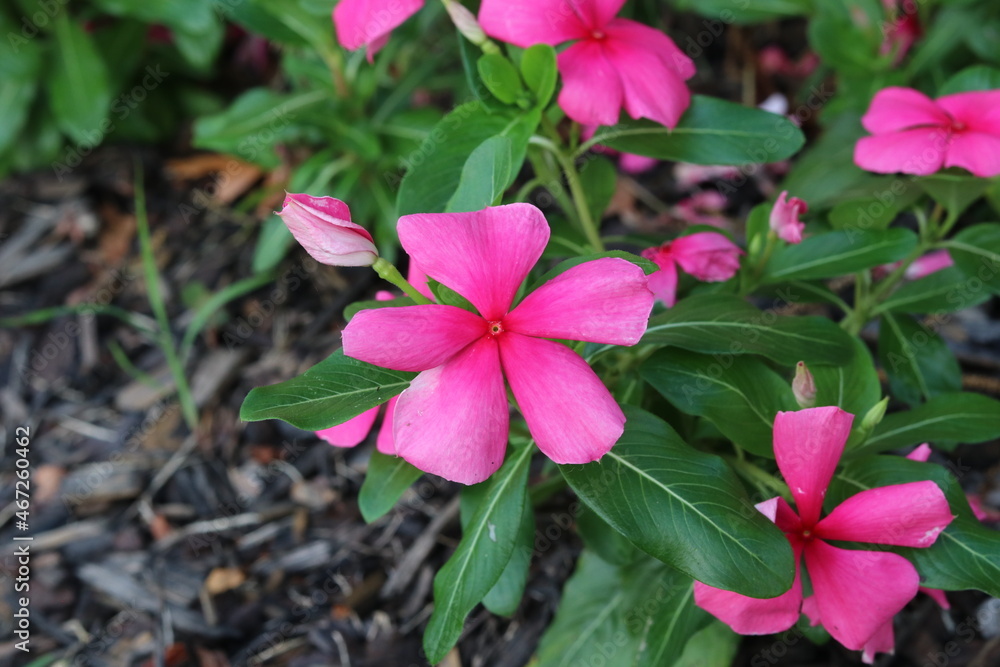 pink hibiscus flower pink hibiscus flower