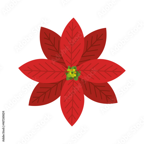 christmas flower red