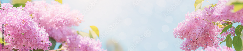 Fototapeta premium Branch of blossoming Syringa vulgaris, the lilac or common lilac. Springtime landscape with bunch of violet flowers. Horizontal banner with copy space for text