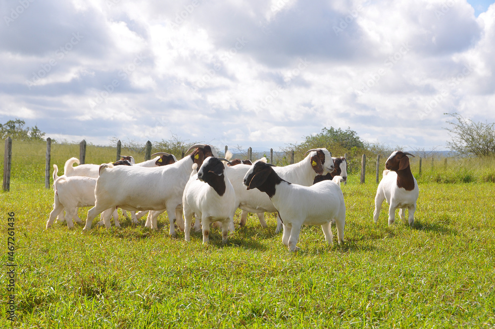 Obraz premium A group of great Boer goats grazing on the farm's green pastures