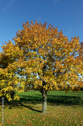 Ahornbaum in gelber Herbstfärbung
