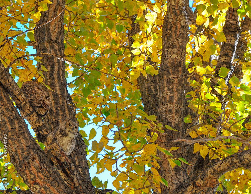 Obraz premium Two Great Horned Owls camouflaged beside the bark of this tall poplar tree in deep colors of the fall leaves