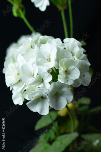 White flower on black
