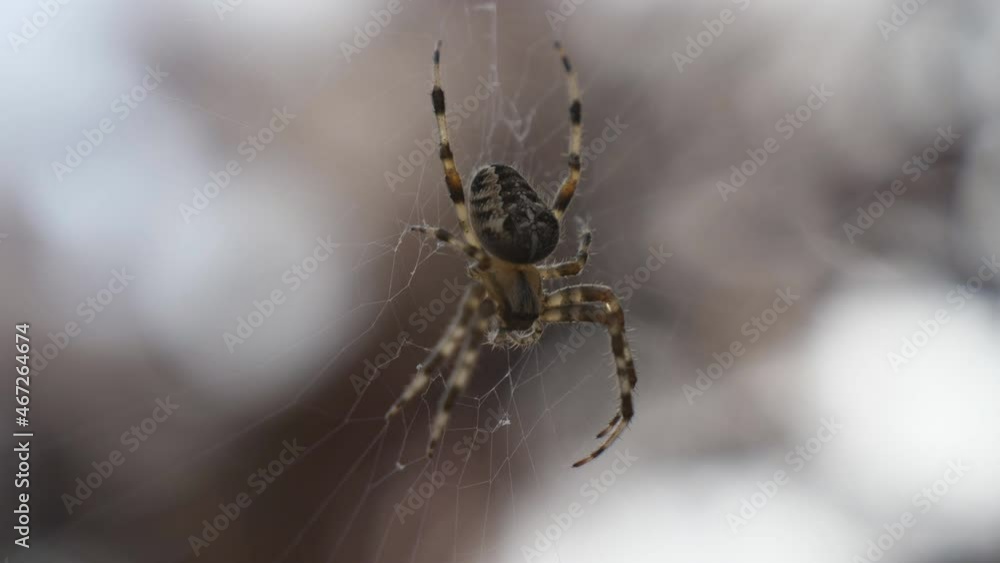 A close up view of a spider on its web. A close up view of a spider on its web.
