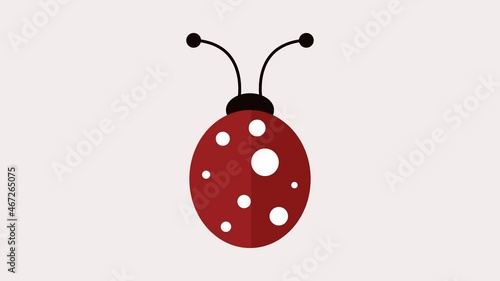 ladybug