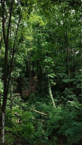 Fototapeta Naklejka Na Ścianę i Meble -  green forest